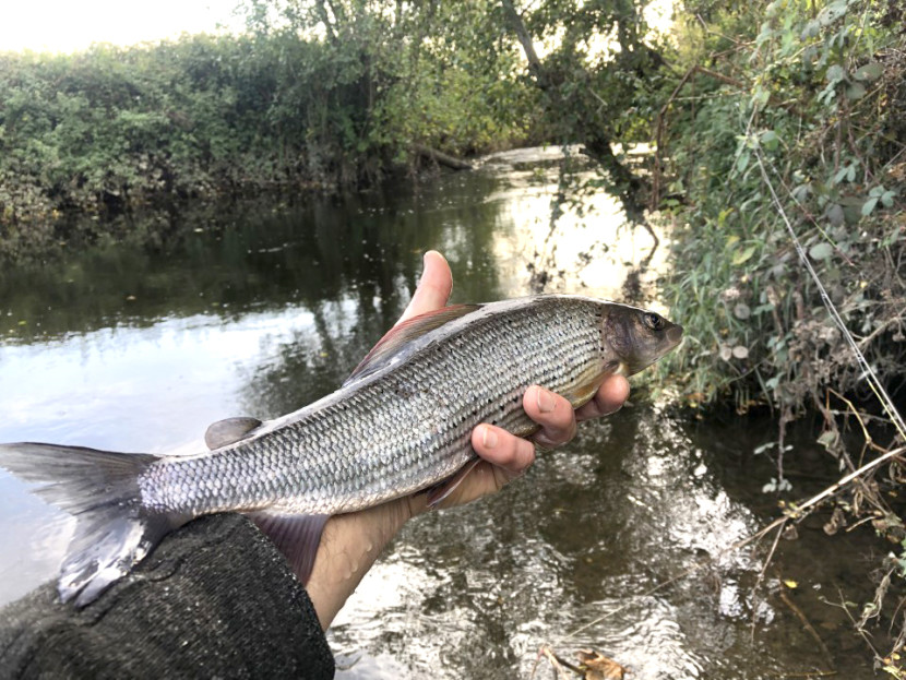 Court of Noke grayling - AD from Kenilworth2